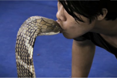 Ten mężczyzna zaszokował wszystkich całując olbrzymią Kobrę Królewską! Zobacz reakcję zwierzęcia! 