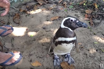 Ten niesamowity pingwin co roku przemierza kilometrów by spotkać człowieka który ocalił mu życie!