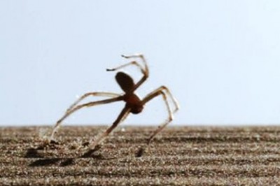 Ten pająk potrafi skakać i robić salta jak akrobata. Przygotuj miotacz ognia! 
