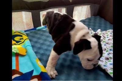 Ten pies nie powinien przeżyć, jednak miłość właścicieli okazała się silniejsza niż choroba. 