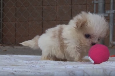 Ten pies przeszedł piekło! Na szczęście odnalazł radość u boku  najlepszego przyjaciela! 