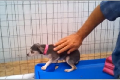 Ten pies spędził całe życie w klatce, nigdy nie będąc pogłaskanym! Gdy w końcu go uwolniono- zaniemówiłam!