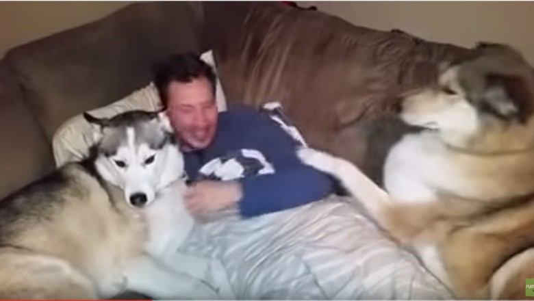 Ten pies wie jak przyciągnąć uwagę. Zazdrosny Huskies tresuje swojego pana.