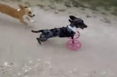 Ten szczeniak urodził się bez dwóch nóg. To co dla niego zrobili sprawi, że zaniemówisz.