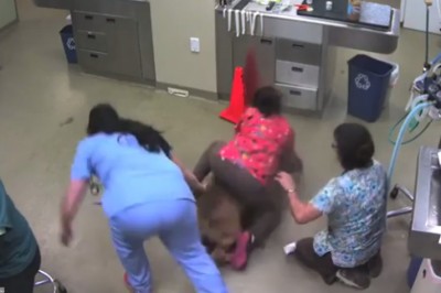 Troje weterynarzy próbuje przytrzymać 60 kg psa do zabiegu! Widząc finał tej akcji płakałam ze śmiechu! 