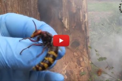Trzeba mieć stalowe nerwy! Likwidacja gniazda i niebezpieczny atak szerszeni na gościa!