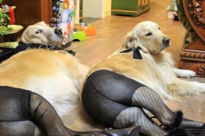 Ubrała swojemu psu parę swoich rajstop i zrobiła zdjęcie. Efekt przerzedł wszelkie oczekiwania! 