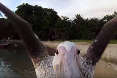 Umieścił kamerę na dziobie uratowanego pelikana. Powstały niesamowite ujęcia natury! 
