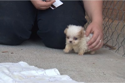 Uratowali go przed śmiercią! Teraz poznał nowego najlepszego przyjaciela! Nie uwierzysz kto to! 