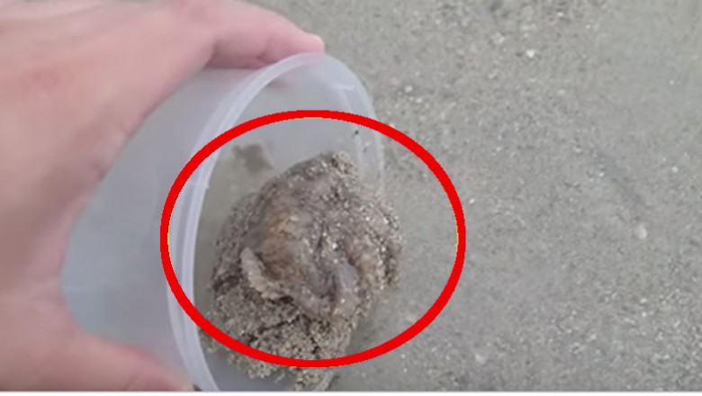 Uratował życie ośmiornicy umierającej na plaży! Zwierze podziękowało mu w bardzo niezwykły sposób!