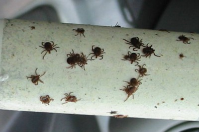 Użyj tych prostych metod by chronić swoje ciało przed kleszczami! Mogą być śmiertelnie niebezpieczne! 