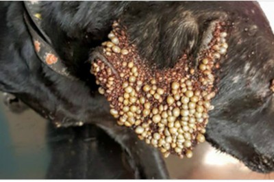 W jej ciele było tak dużo kleszczy, że weterynarz bał się że suczka się wykrwawi gdy wyjmie je wszystkie! 