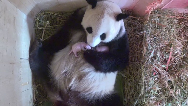 Wielka Panda ma wydać na świat swoje pierwsze młode! Jednak to co zobaczyli zupełnie ich zaskoczyło!