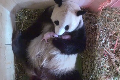 Wielka Panda ma wydać na świat swoje pierwsze młode! Jednak to co zobaczyli zupełnie ich zaskoczyło! 