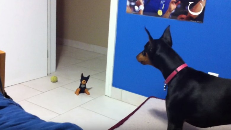 Wielki doberman okazał się bezsilny! Zobacz jak pluszowa zabawka wprawia w zakłopotanie dorosłego psa!