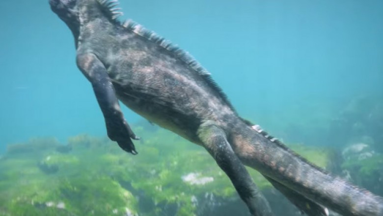 Wygląda jak prawdziwa Godzilla! Wielki legwan zaskoczył nurków u wybrzeży Galapagos!