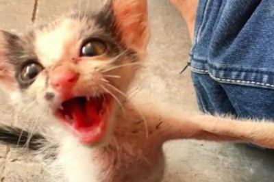 Z ziemi podnosi małą kotkę płaczącą z głodu! 3 miesiące później jej wygląd zaskakuje wszystkich!