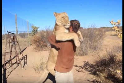 Zaskakująca reakcja lwicy na spotkanie ze swoim opiekunem! Niesamowita więź!