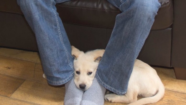 Zastanawiałaś się czemu pies kładzie pysk na Twoich stopach? Zobacz co chce Ci powiedzieć!  