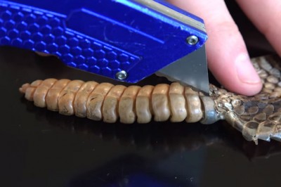 Zastanawiałeś się co w jest w ogonie grzechotnika co wydaje ten charakterystyczny dźwięk? Sprawdź! 