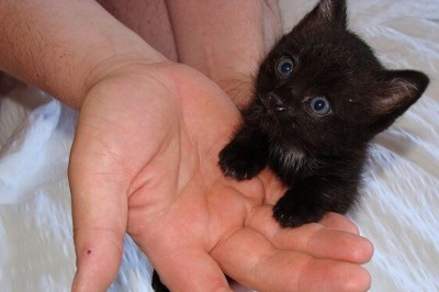 Znalazł tego kociaka w okolicznym zamczysku! Po chwili zwierzak wybiera go na swojego człowieka!