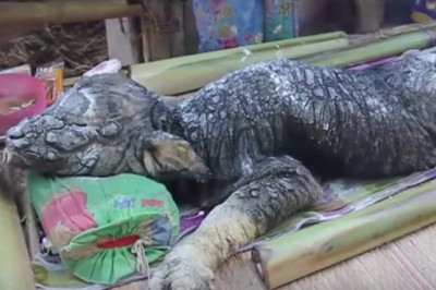 Znaleźli cielaka o skórze gada! Najdziwniejszy mutant jakiego widziałem! 