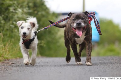Znaleźli dwa psy w kanałach. Okazało się, że jeden jest przewodnikiem drugiego. Wzruszająca przyjaźń.