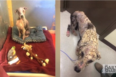 Znaleźli go w opłakanym stanie! Ludzka miłość i opieka dokonała cudu!