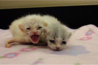 Znaleźli porzucone kociaki pod swoimi drzwiami! Gdy zobaczyłam malucha po lewej to pękło mi serce! 