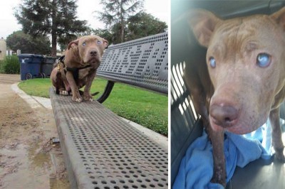 Znaleźli tego oślepionego pitbulla w parku! Dzięki tym ludziom odnalazła nowy dom! 