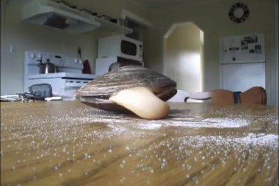 Zobacz co kryje się w ciasno zamkniętej skorupie małża. 