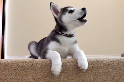 Zobacz jak szczeniak Husky tresuje swojego właściciela. Niezła zamiana ról.