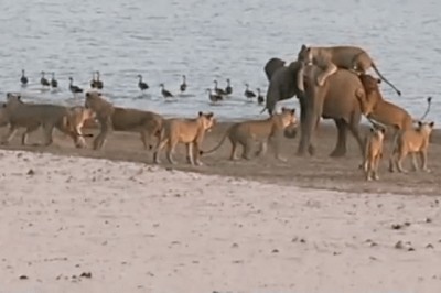 Zobacz niesamowitą walkę słonia z 14 lwami. Natura nie zawsze jest piękna! 