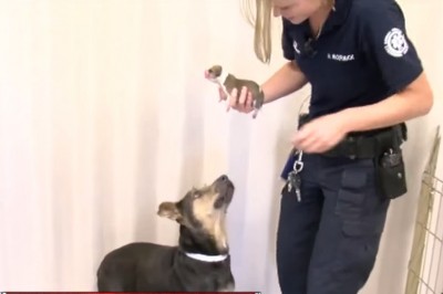 Zobacz reakcję psiej mamy gdy oddano jej zaginione szczeniaki! Nie uda się nie wzruszyć! 