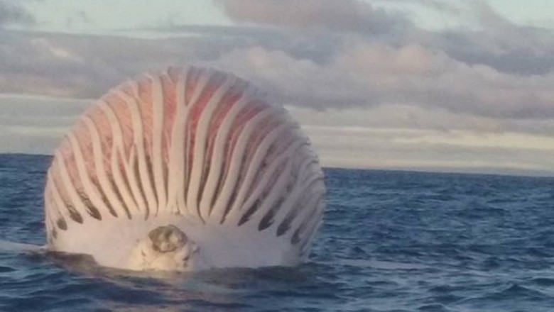 Zobaczyli tajemniczy kształt dryfujący na środku oceanu! Gdy podpłynęli bliżej nie mogli uwierzyć co To!