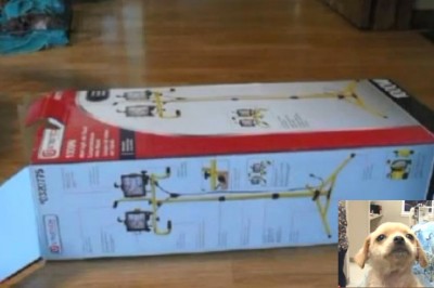 Zobaczył to pudełko na poboczu drogi! Zdziwił się, że się rusza, co znalazł w środku...Zapiera dech!