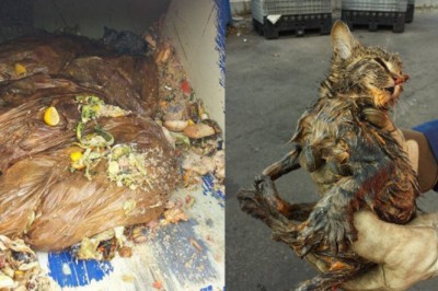 Śmieciarze słyszą miauczenie z zawiązanego worka śmieci! To co znajdują w środku przyprawia o dreszcz!