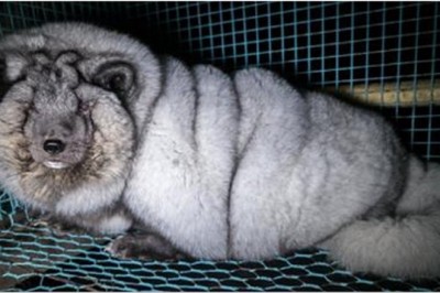 Przez 4 lata hodują i tuczą je w klatkach! Gdy już ledwo mogą się ruszać są po prostu zabijane!