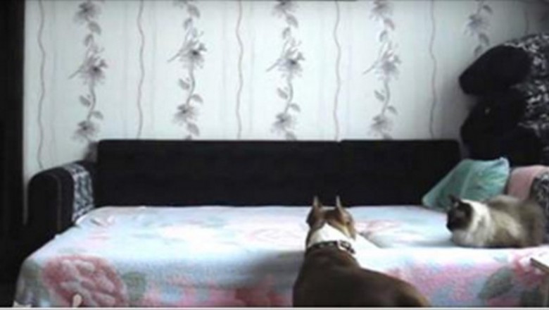 Zakazała psu wchodzić na łóżko! Ukryta kamera pokazuje jego taniec zwycięstwa gdy pani wyszła z domu!
