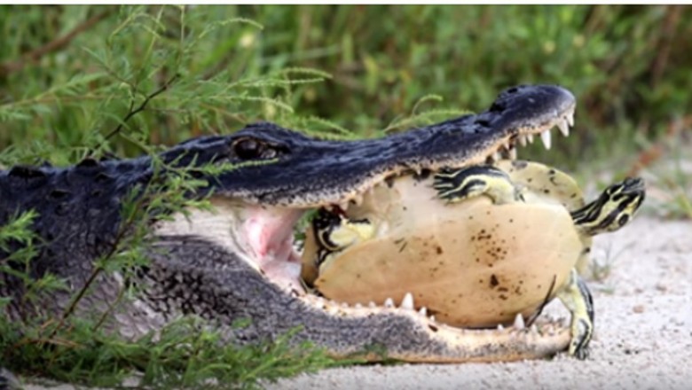 Twardy orzech do zgryzienia dla aligatora! Zobaczcie jak się skończyła próba zjedzenia żółwia!