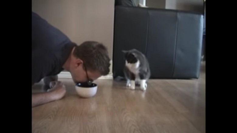 Udaje że podjada jedzenie z miseczki swojego zwierzaka! Reakcja kota jest po prostu bezbłędna.