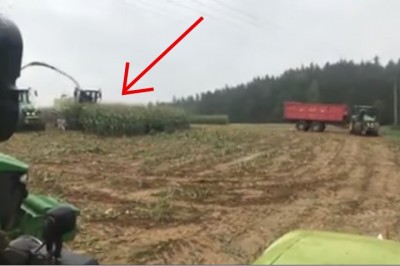 Podczas koszenia kukurydzy coś rusza się między kłosami! Rolnicy nie spodziewali się tego w polu!