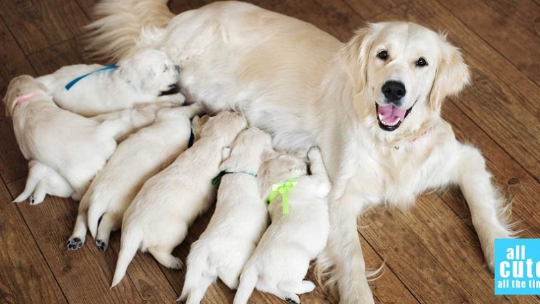 Ukochana suczka rodzi 7 szczeniaków! Gdy właściciel spogląda  na jednego zamiera przerażony!