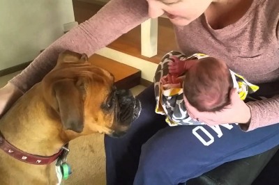 Bali się reakcji psa na noworodka przywiezionego ze szpitala! Zobacz jak przywitał nowego domownika!
