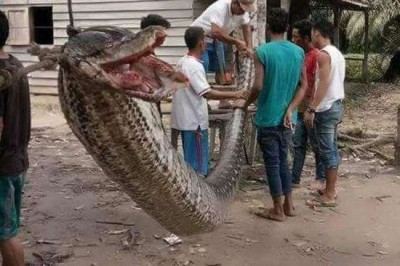 Olbrzymi pyton zaatakował mężczyznę w Indiach! Sam nie miał by z nim najmniejszych szans!