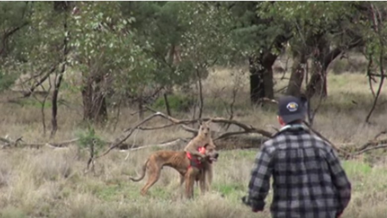 Zaczął go dusić! Facet staje w obronie swojego psa i wali kangura prawym sierpowym!