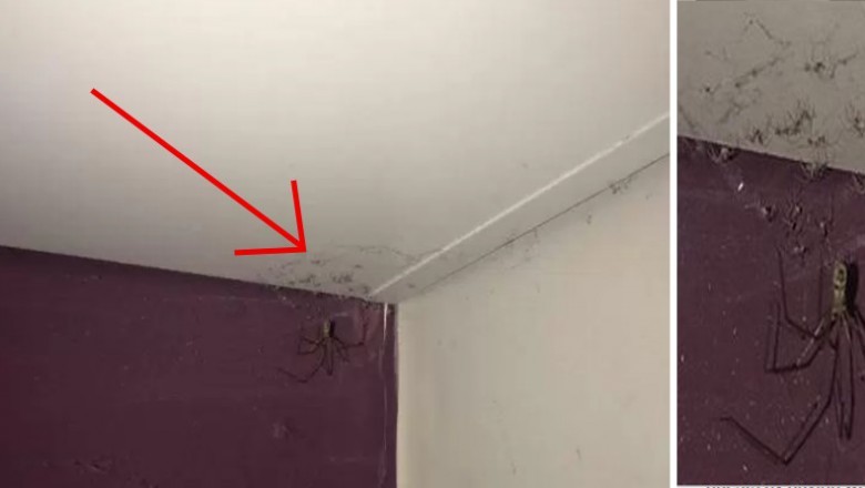 Była przekonana że to kłębek kurzu w rogu jej pokoju! Gdy podeszła bliżej krzyknęła i uciekła!