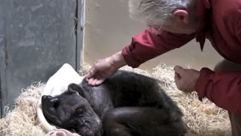 Umierający szympans rozpoznaje po głosie swojego opiekuna sprzed lat! Po tygodniu zwierze umiera! 