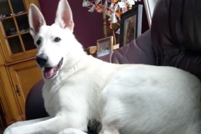 Ten pies puścił wyjątkowo głośnego bąka! Jego zaskoczenie jest po prostu przezabawne!