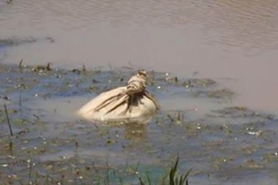 Kajakarze znajdują w rzece ruszający się worek po ziemniakach! Gdy zaglądają do środka, są przerażeni! 